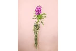 PUR PLANT Orquídea Vanda natural | Flor exótica de interior con raíces aéreas y porte elegante | Planta natural decorativa | Maceta de Ø21 cm