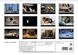 Image de Chats des Champs 2016: 12 images de chats de campagne