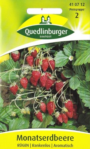Erdbeeren, Monatserdbeeren Rügen, Fragaria vesca, ca. 100 Samen