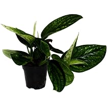 Mondschein-Efeutute - Scindapsus pictus 'Moonlight' - 12cm Topf :  Amazon.de: Garten