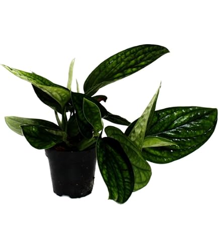 Wei-bunte Gemusterte Efeutute Epipremnum Variegata  Rankende Zimmerpflanze  Im 12cm Topf Weibunte Efeutute