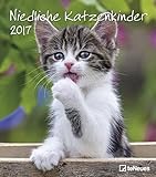 Niedliche Katzenkinder 2017 - Katzenkalender 2017, Tierkalender, Wandkalender, Posterkalender - 30 x 34 cm by 