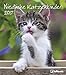 Niedliche Katzenkinder 2017 - Katzenkalender 2017, Tierkalender, Wandkalender, Posterkalender - 30 x 34 cm by 