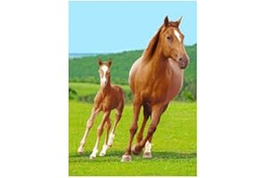 BRANDMAC Couverture Polaire Chevaux 100 x 140 cm BRM008861