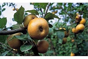 PRGA 1 PIANTA di MELO Renetta RUGGINE del Piemonte Albero da FRUTTO