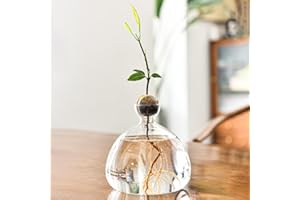 YUEMING Vase à Fleurs d'avocat en Verre, Vase de Démarrage de Graines d'avocat, Pot de Culture d'avocat, Pot de Culture d'avocat en Verre, Cadeau décoration d'intérieur (Transparent)