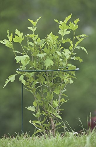 Windhager Staudenstütze, 2-teilig, 100 cm - 4