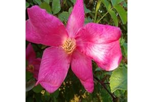 MONDOPIANTE Pianta Rosa Chinensis Mutabilis Vaso 14cm,Altezza 20/25cm