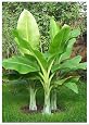 Graines De Bananier Des Neiges - Ensete Glaucum - 10 Graines + Substrat