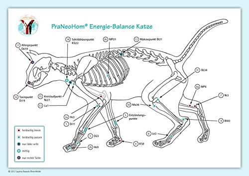 Akupunktur-Tafel Katze: PraNeoHom® Energiebalance durch Heilen mit Zeichen