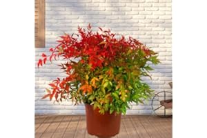 HARRO'S PFLANZENWELT Nandina domestica 'Gulfstream' Scheinbambus, XXL - Himmelsbambus immergrün, winterhart Topfgröße 23cm