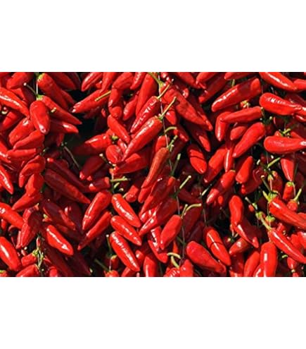 20 Semi Di Peperoncino Serrano - Chili Messicano Piccante, Frutti Rossi, Capsicum Annum - Foto 3