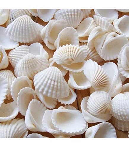 10 Conchiglie Di Capesante Naturali - Bianche, 10-13 Cm, Per Decorazione E Fai Da Te