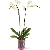 Orkide Saksı 1,3 Litre Kristal Şeffaf Pembe Orkide Saksı 16 Cm