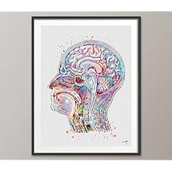 Cabeza Anatomía con acuarela