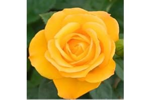 GENERIC Arthur Bell Climbing Rose Plant, Yellow Hybrid Tea, Fragrant, 3 Litre Pot