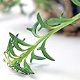 HILLMART String of Dolphins Senecio Peregrinus Trailing Succulent live plant Varanda hanging basket | xeriscaping | sunny windowsils