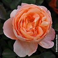 Pflanzen Kölle Englische Rose „Lady Emma Hamilton (Premium) - Mandarin-orange blühende Topfrose im 6 L Topf - frisch aus…