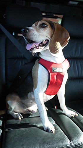 Sleepypod ClickIt Sport Crash-Tested Car Safety Dog Harness, Large Red by Clickit Sport Harness