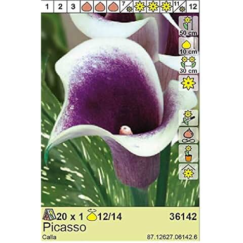 Suchergebnis auf Amazon.de für: Calla - Blumen & Pflanzen: Garten