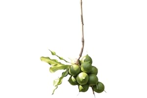 SAMENCHILISHOP (IMMER NUR EINMAL VERSAND) Macadamia Nuss -Saatgut- 5 große Samen >LECKERE MACADAMIA NÜSSE ZÜCHTEN<