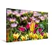 Produktbild Calvendo Premium Textil-Leinwand 120 cm x 80 cm Quer, Tulipa Acuminata | Wandbild, Bild auf Keilrahmen, Fertigbild auf Echter Leinwand, Leinwanddruck: Wildtulpen Natur Natur