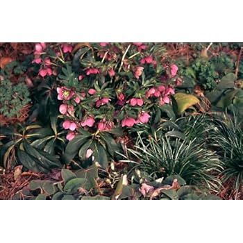 BALDUR-Garten Christrosen 'Double Ellen Picotée', 1