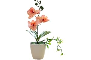 JOTEKONOBY Phalenopsis Plant, Pot Included, House Plant, Live Potted Twin Spiked Orchid Phalaenopsis Perfect for Home, Office, Christmas, Birthdays, Anniversaries (orange)