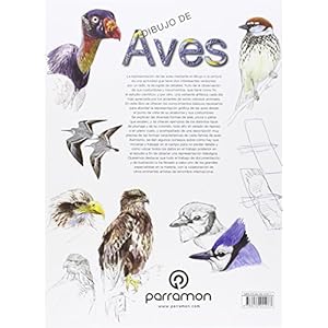 Dibujo De Aves (Aula de dibujo profesional)