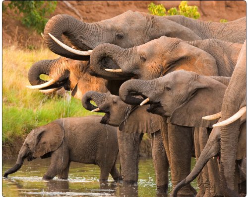 "ELEFANTEN AM WASSERLOCH" Tier-Mousepad / Mauspad MOTIV 30 - AFRIKA: Qualitäts-Mousepad aus extrem reissfestem Spezialkautschuk mit stark haftender Unterseite für optimalen Halt - kompatibel für alle Maustypen