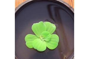 Haloppe 100 Pz Semi di Piante per la Piantagione del Giardino di Casa, Semi di Piante Giacinto D'acqua Pistia Hottonia Ludwigia Pond Decor A