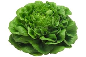 LIEFERFRUCHT Kopfsalat frisch aus Deutschland, 1 Stück