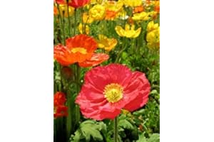 SVI 1000 COULEURS MIXTES PAVOT DE CALIFORNIE (Ballerina/Mission Bells) Graines de fleurs Pavot de Californie