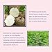 ROMANTIC BEAR Natural Beauty Breast Care Enhancement Bust Enlargement Lift Bust Up Cream 40g