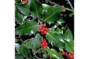 Ilex Aquifolium- Houx commun 40-60 cm en conteneur