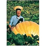 TROPICA - Kürbis - Atlantic Giant (Cucurbita maxima) - 8 Samen