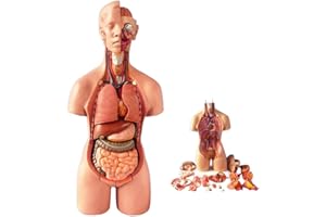 UIGJIOG 55cm Menschliches Torso Modell, montiertes Modell, medizinische menschliche Anatomie Anatomisches Körpermodell Pädagogisches Spielzeug