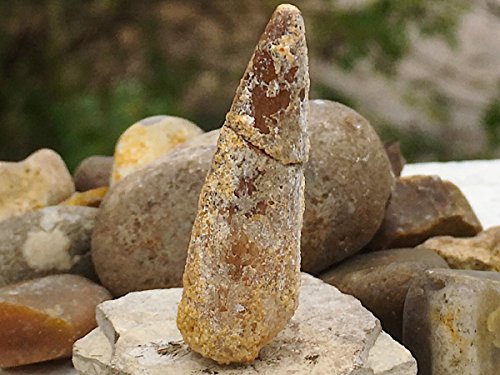 FS9121: Spinosaurus - Dinosaur Tooth 10-50mm (C-grade)