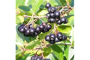 Aron, Aronia, schwarze Apfelbeere, mehrtriebiger Strauch, 60-80cm im Topf