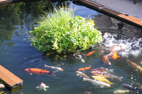 Pflanzinsel Teich, rund, schwimmend, 120cm – schöne Gartenteich-Atmosphäre mit Teichinsel, Pflanzkorb, Pflanzschale – Reduzierung von Algen & Ruhezone für Koi durch Pflanzeninsel - 3