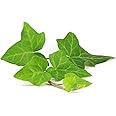 Ivy 'Hedera Helix' - 2 x Full Plants in 1 Litre Pots - Ivies - Garden Ready - Ready to Plant - Premium Quality Garden Perennial