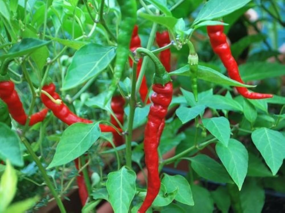 Сажаем горький перец в открытый грунт весной. Как сохранить алиса как сохранить перец красный в зиму. Горький перец огонек комнатный. Рассада перца мелколистная. Как часто поливать горький перец.