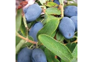 BAUMSCHULE WEDROWSKI W Kamtschatka-Beere Wojtek 1L Garten Pflanze mit Schönen Blüten - Die Perfekte Dekoration für Ihr Grundstück - Für Anfänger und Professionelle Gärtner - Leckeres und Gesundes Obst