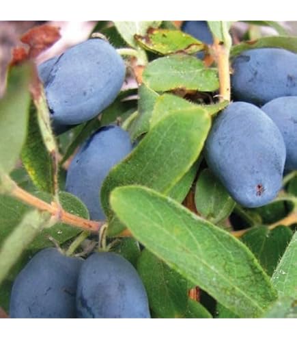 Maibeere/Honigbeere `Altaj - Lonicera kamtschatica, ca. 50-80cm im 3L-Topf  : Amazon.de: Garten