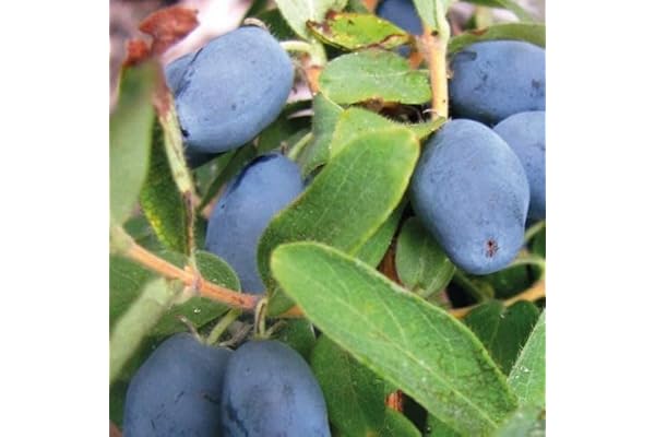 Baie du Kamtchatka Wojtek 1L - Plante de Jardin, Arbres fruitiers - la Décoration Parfaite pour Votre Propriété - Pour les Débutants et les Jardiniers Professionnels