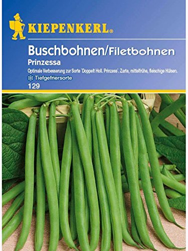 Buschbohnen Prinzessa optimale Verbesserung für Dopp. Holl. Prinzess