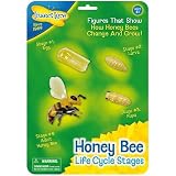 Insect Lore Spielfiguren – Lebenszyklus Eines Froschs In 4 Stufen (Laich, Kaulquappe, Froschlurch, Frosch)