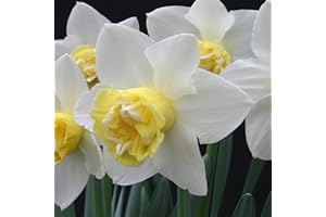 NARZISSE 'POPEYE' - Narcissus, weiß-zitronengelb gefüllt, im Topf vorgetrieben, in Gärtnerqualität von Blumen Eber - 13 cm