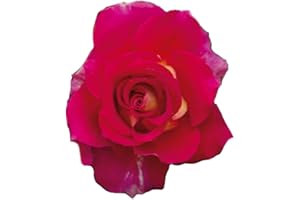 Brera®, rosa viva rifiorente di Rose Barni®, rosa in vaso di effetto massivo, con ricca fioritura di media grandezza, di colore rosso violaceo e crema. Cod 72016