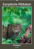 Europäische Wildkatzen - Jahresplaner (Wandkalender 2018 DIN A2 hoch): 12 Portraits der scheuen Wildkatze (Planer, 14 Seiten ) (CALVENDO Tiere) by 